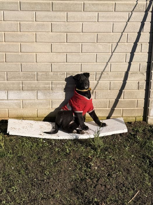 Donǎm cǎțelușǎ - Tarra