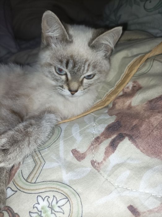 А там котёнка в добрые руки