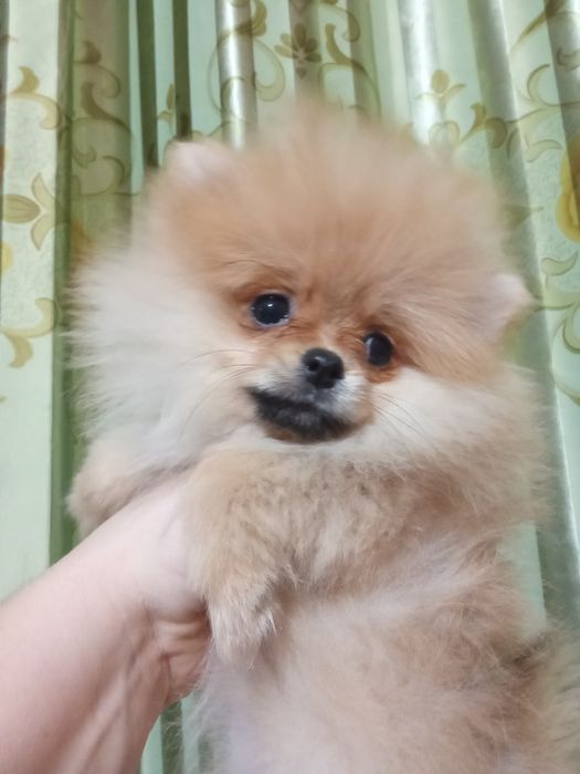 Щенки шпица мини