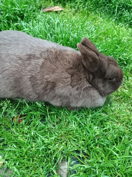 Iepuri pitic  Olandez