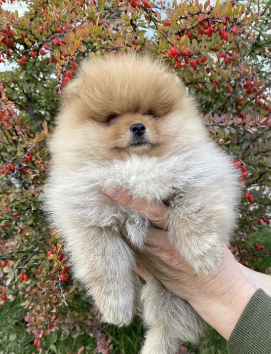 Померанский шпиц