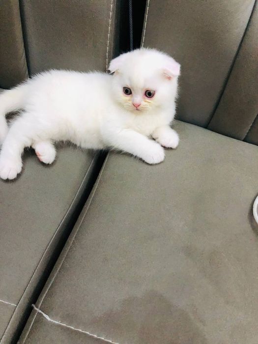 Продаются чистакровные шатладские котята