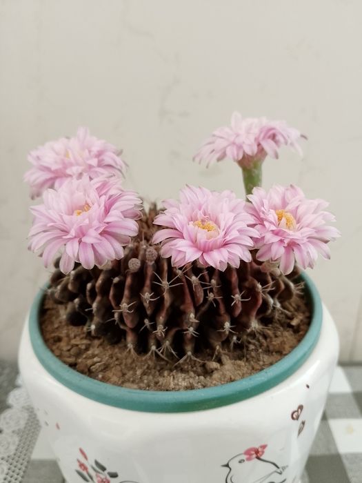 Коллекционный кактус