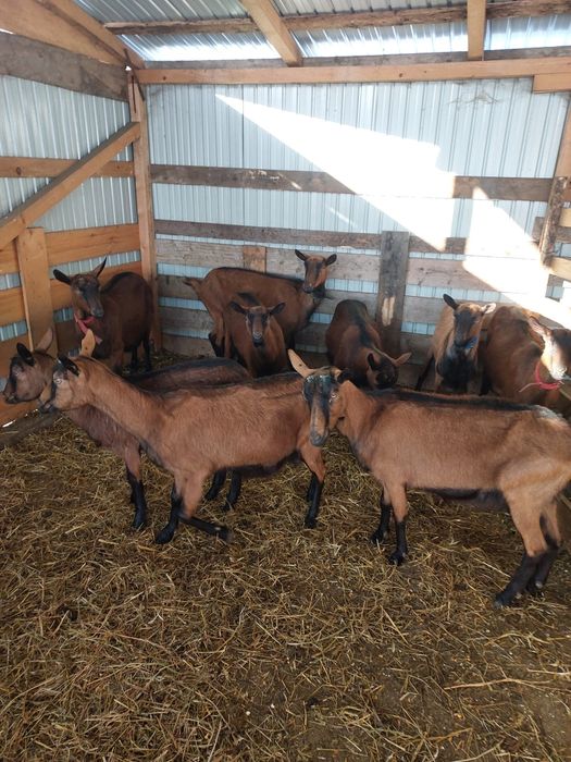 Vând capre alpine franceze gestante