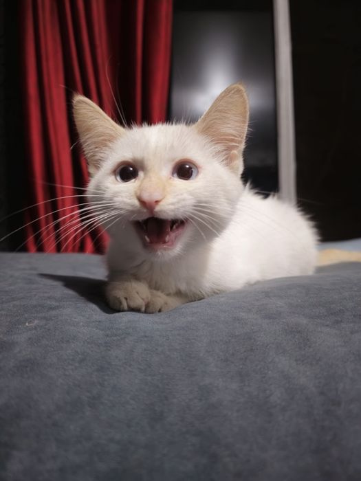Котенок в добрые руки
