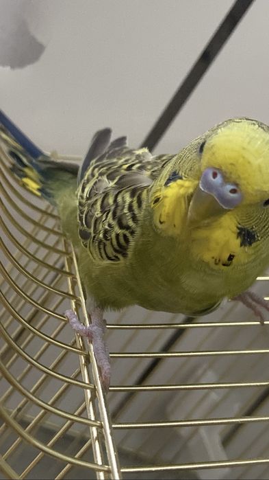 Волнистый попугай хорошый