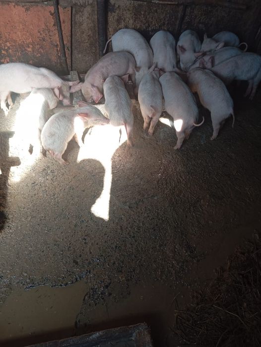 Продам месячных поросят