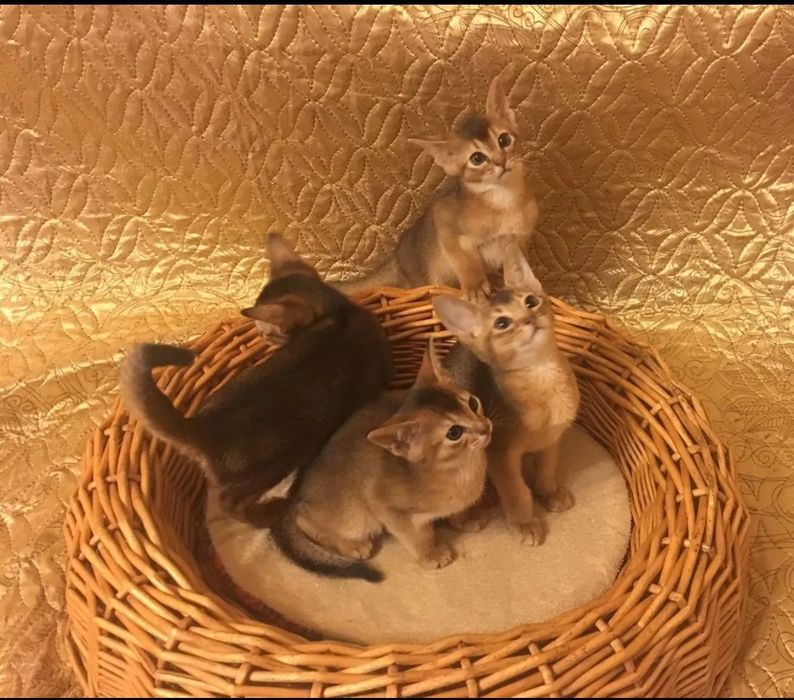 Абиссинчики клубные.