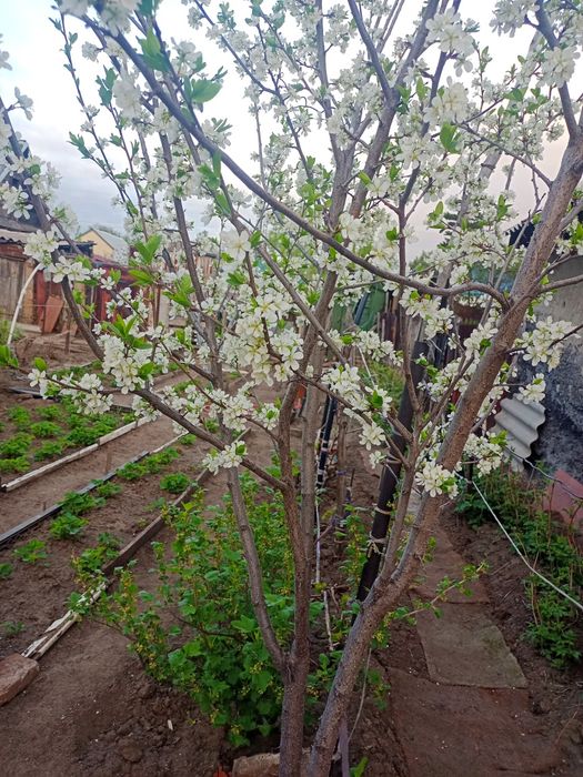 Продам 3 комнатный дом  в соц.городе.