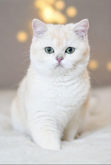 Британская шиншилла