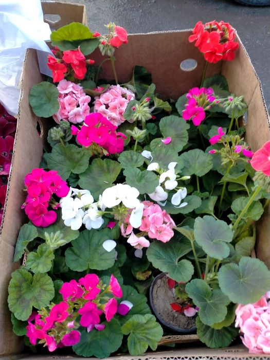 Герань и Цикломен