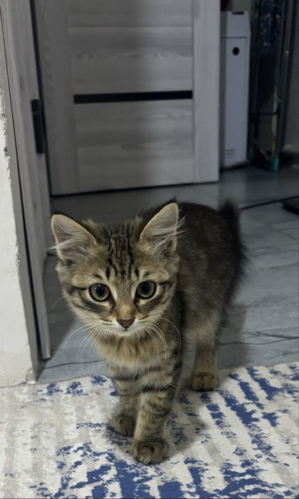 Два котёнка в добрые руки