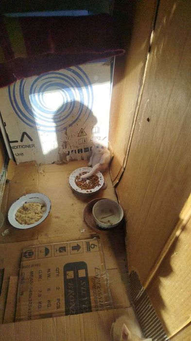 Подарявам 3 мъжки котенца