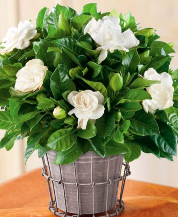 Цветы для дома и офиса от 500