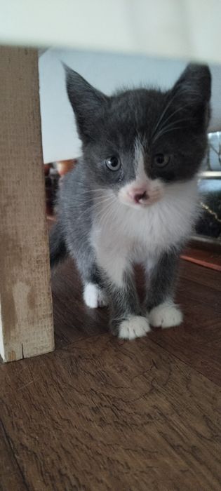 Mushuk bollari kimga kerak ue mushugi soglom va tozza xadiy qilaman