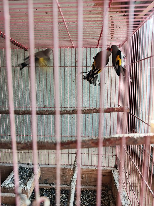 Щеглы седоголовые простушки.