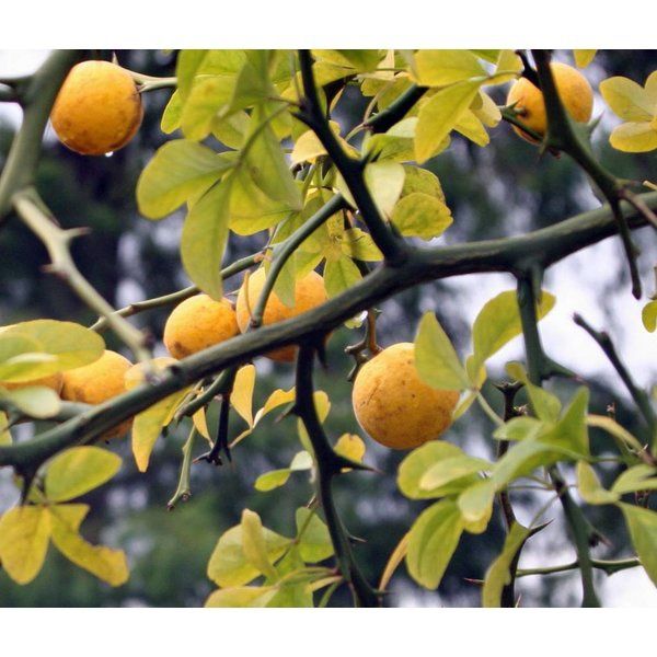 Lamai De Gradina (Rezistent la Ger)