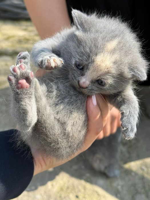 Кошки шотландские