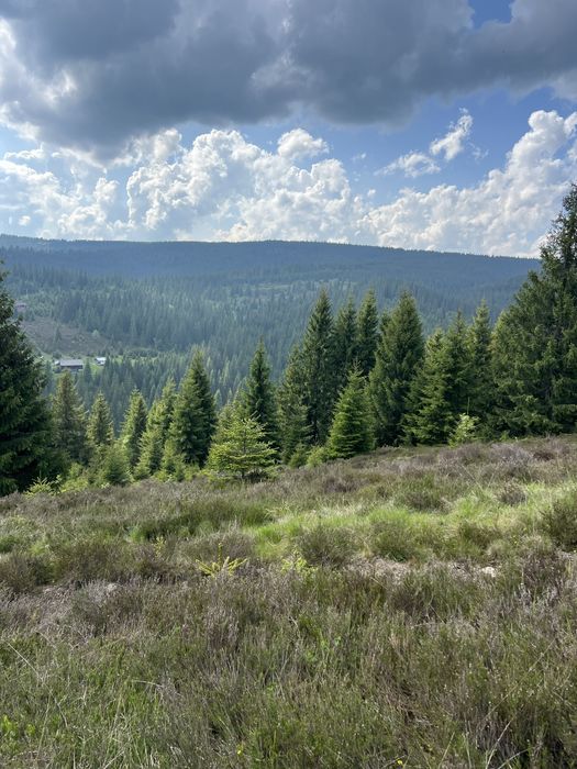 Teren intravilan 5318 mp Poiana Horea-Belis