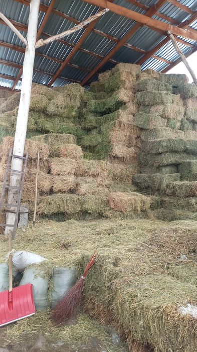 Продам люцерну...