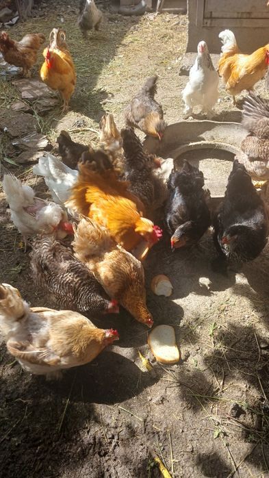 Oua pt incubat de la gaini de casă