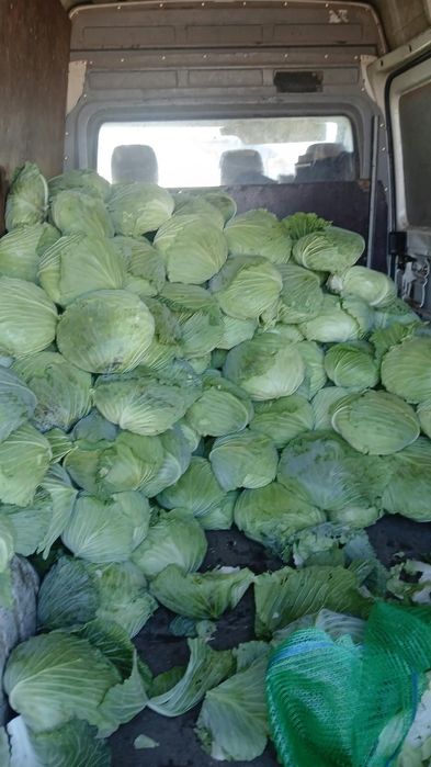 Varza plata de sarmale