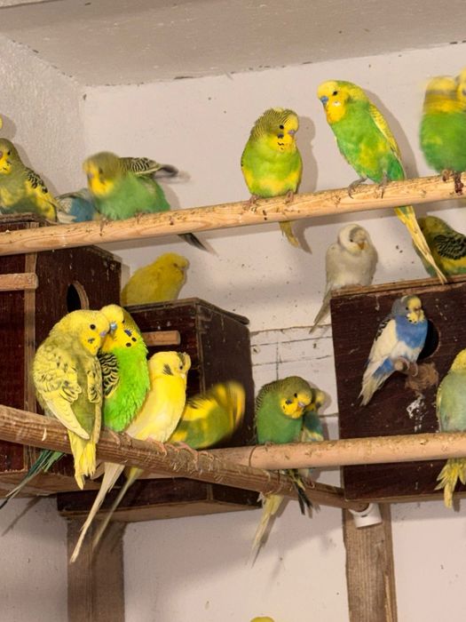 Papagali perusi – multe culori, pui sănătoși și jucăuși – 50 lei/buc!