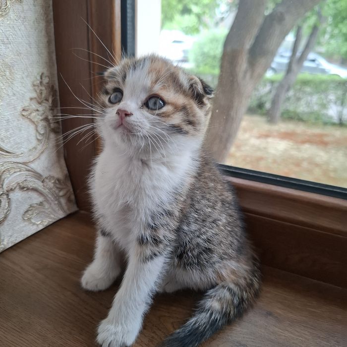 Шотландская кошка