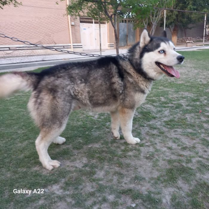 Xaski it zoti toza narxi 1 million  kelishtirib beramiz