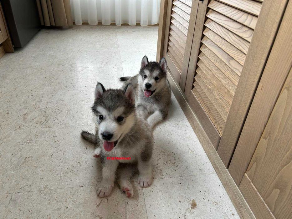 Мъжко кученце Аляски маламут