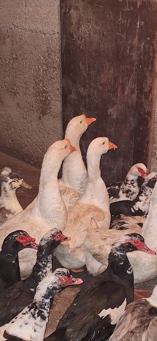 Schimb Gascan lesesc alb