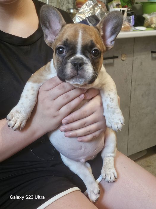 Французик карапузик