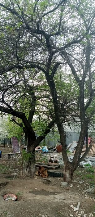 Дерево кара агаш , обрикос