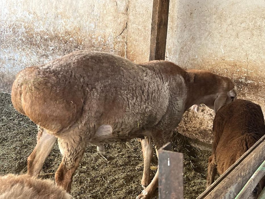 Кошкар сатылады срочно