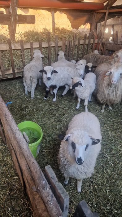 Vand miei pentru  sacrificat