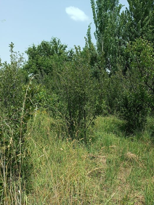 Тёрн кустарник садовый