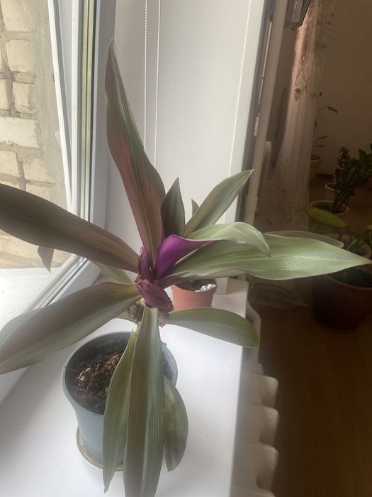 Продается цветок