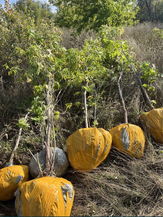 Саженцы всех видов