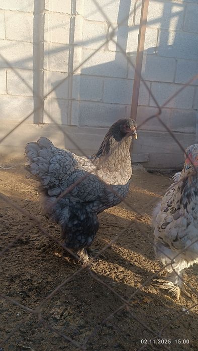Продам куры брама семейка