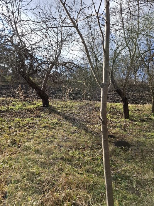 Casa cu anexe gospodaresti