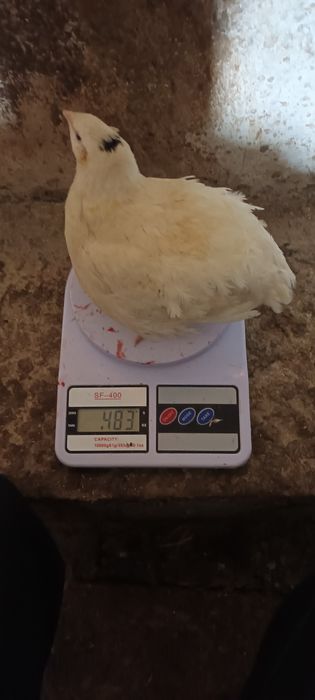 Bedona belli gigant zoti qoni toza 500 550 gramlik Maskuvadan op kegan