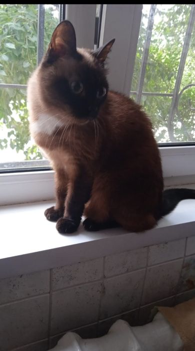 Кошечка отдам даром