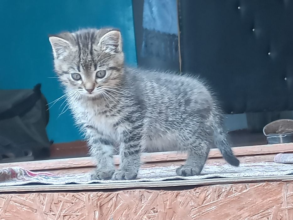 Отдам котят шотландские