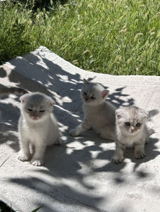 Шотландский вислоухий