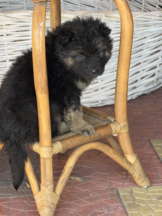 Щенки смесь с овчаркой