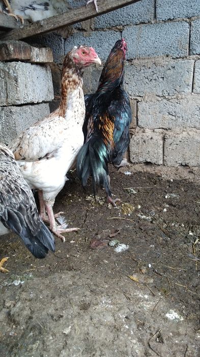 Бойцковый  Бабахы семеика сатылады 2+1