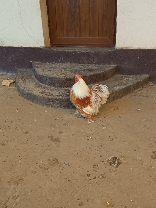 Choyne xoroz sotladi