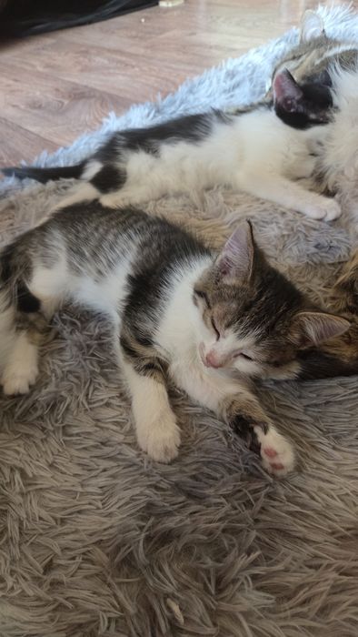Отдам  котят бесплатно