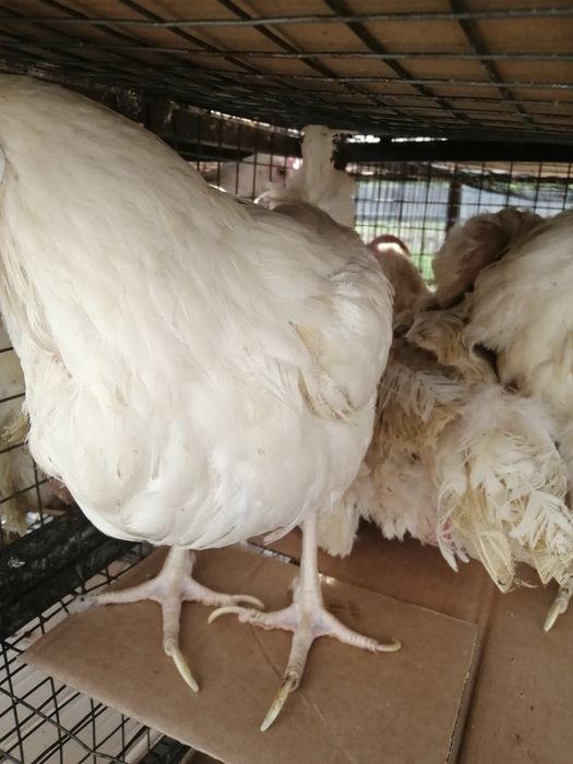 Куры несушки  легорн