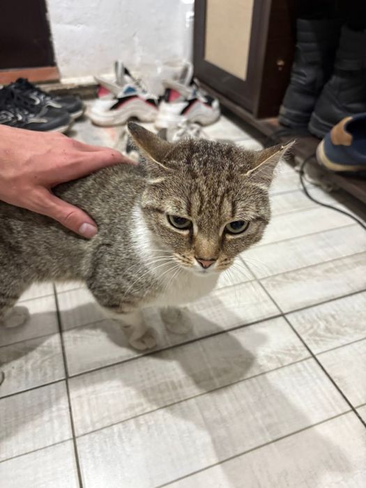 Кошка в добрые руки